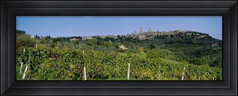 Framed Low Angle View Of A Vineyard, San Gimignano, Tuscany, Italy Print