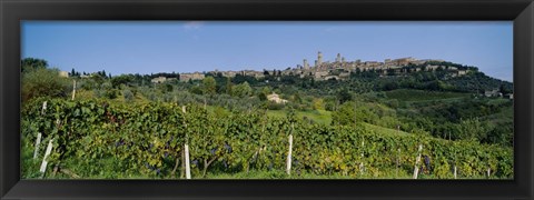 Framed Low Angle View Of A Vineyard, San Gimignano, Tuscany, Italy Print