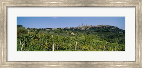 Framed Low Angle View Of A Vineyard, San Gimignano, Tuscany, Italy Print