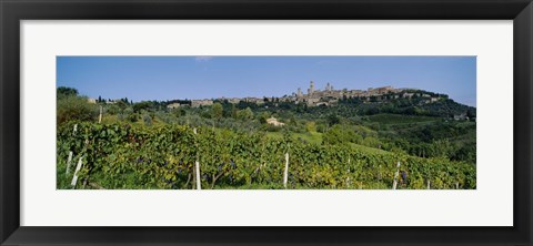 Framed Low Angle View Of A Vineyard, San Gimignano, Tuscany, Italy Print