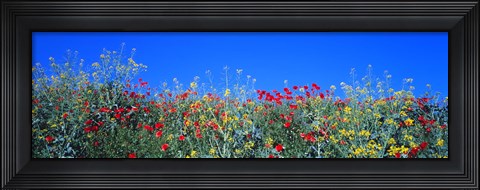 Framed Poppy field Tableland N Germany Print
