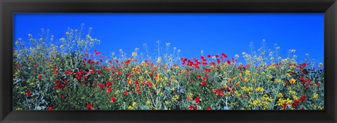 Framed Poppy field Tableland N Germany Print