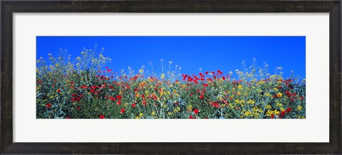 Framed Poppy field Tableland N Germany Print
