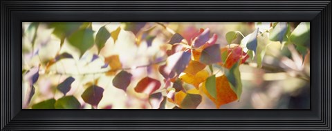Framed Chinese Tallow Leaves Print
