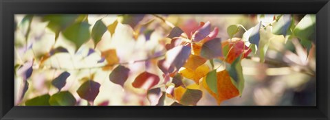 Framed Chinese Tallow Leaves Print