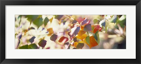 Framed Chinese Tallow Leaves Print