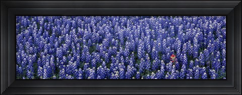 Framed Bluebonnet flowers in a field, Hill county, Texas, USA Print