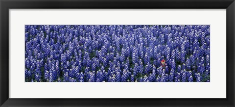 Framed Bluebonnet flowers in a field, Hill county, Texas, USA Print