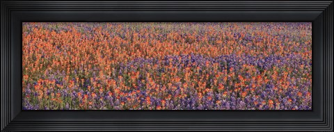 Framed Texas Bluebonnets and Indian Paintbrushes in a field, Texas, USA Print