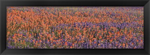 Framed Texas Bluebonnets and Indian Paintbrushes in a field, Texas, USA Print