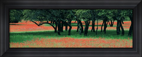 Framed Indian Paintbrushes And Scattered Oaks, Texas Hill Co, Texas, USA Print