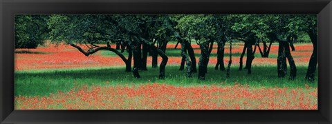 Framed Indian Paintbrushes And Scattered Oaks, Texas Hill Co, Texas, USA Print