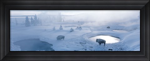 Framed Bison West Thumb Geyser Basin Yellowstone National Park, Wyoming, USA Print