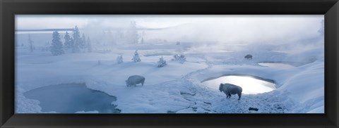 Framed Bison West Thumb Geyser Basin Yellowstone National Park, Wyoming, USA Print