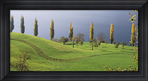 Framed Switzerland, Lake Zug, View of a row of Poplar Trees Print