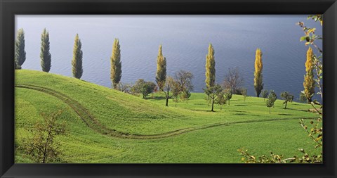 Framed Switzerland, Lake Zug, View of a row of Poplar Trees Print