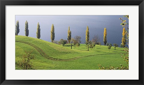 Framed Switzerland, Lake Zug, View of a row of Poplar Trees Print