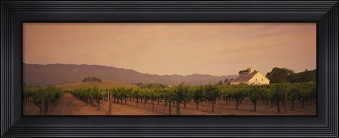 Framed Trees In A Vineyards, Napa Valley, California, USA Print