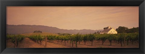 Framed Trees In A Vineyards, Napa Valley, California, USA Print