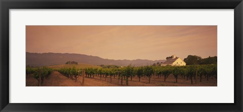 Framed Trees In A Vineyards, Napa Valley, California, USA Print