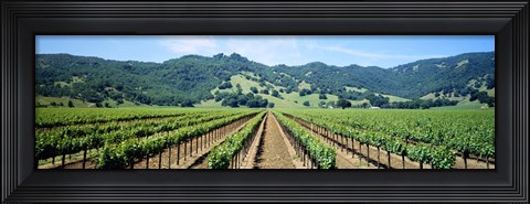 Framed Napa Valley Vineyards Hopland, CA Print