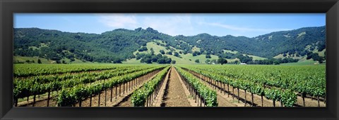 Framed Napa Valley Vineyards Hopland, CA Print