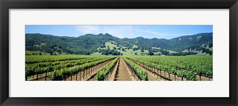 Framed Napa Valley Vineyards Hopland, CA Print