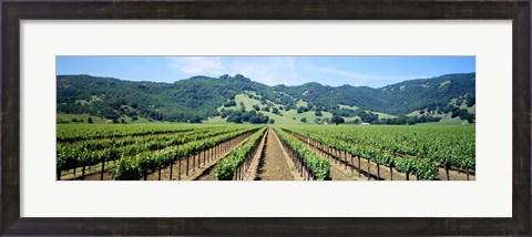 Framed Napa Valley Vineyards Hopland, CA Print