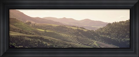Framed High angle view of a vineyard in a valley, Sonoma, Sonoma County, California, USA Print