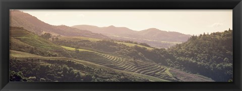 Framed High angle view of a vineyard in a valley, Sonoma, Sonoma County, California, USA Print