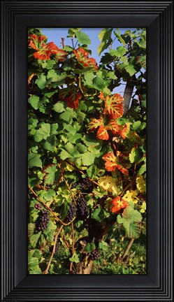 Framed Germany, Lake Konstanz, Fresh grapes in the vineyard Print