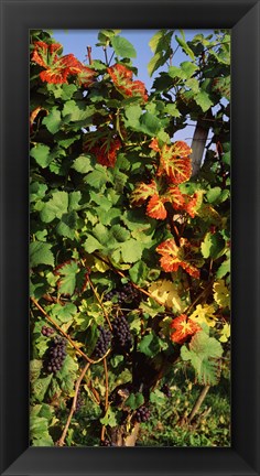 Framed Germany, Lake Konstanz, Fresh grapes in the vineyard Print