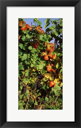 Framed Germany, Lake Konstanz, Fresh grapes in the vineyard Print