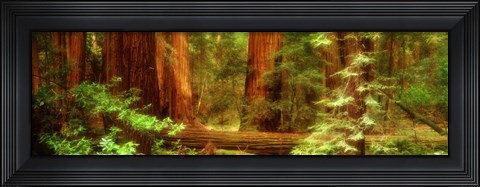 Framed Muir Woods, Trees, National Park, Redwoods, California Print