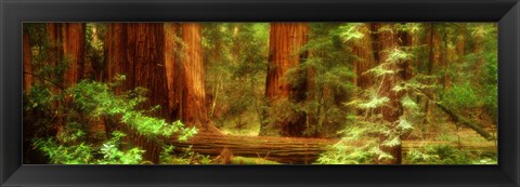 Framed Muir Woods, Trees, National Park, Redwoods, California Print