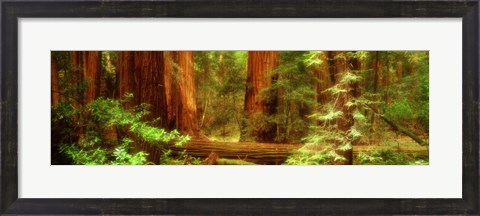Framed Muir Woods, Trees, National Park, Redwoods, California Print