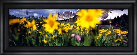 Framed Daisies, Flowers, Field, Mountain Landscape, Snowy Mountain Range, Wyoming, USA, United States Print