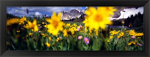 Framed Daisies, Flowers, Field, Mountain Landscape, Snowy Mountain Range, Wyoming, USA, United States Print