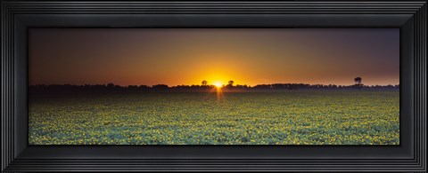 Framed Field of Safflower at dusk, Sacramento, California, USA Print