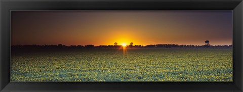 Framed Field of Safflower at dusk, Sacramento, California, USA Print