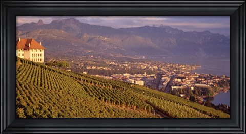 Framed Vineyard at a hillside, Lake Geneva, Vevey, Vaud, Switzerland Print