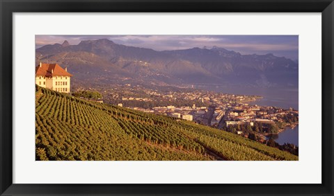 Framed Vineyard at a hillside, Lake Geneva, Vevey, Vaud, Switzerland Print