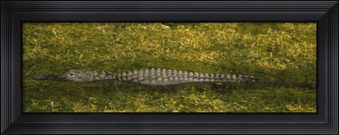 Framed Alligator flowing in a canal, Big Cypress Swamp National Preserve, Tamiami, Ochopee, Florida, USA Print