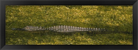 Framed Alligator flowing in a canal, Big Cypress Swamp National Preserve, Tamiami, Ochopee, Florida, USA Print