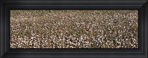 Framed High angle view of a cotton field, Fresno, San Joaquin Valley, California, USA Print