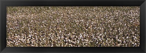 Framed High angle view of a cotton field, Fresno, San Joaquin Valley, California, USA Print