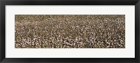Framed High angle view of a cotton field, Fresno, San Joaquin Valley, California, USA Print