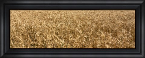 Framed Wheat crop in a field, Otter Tail County, Minnesota, USA Print