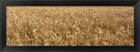 Framed Wheat crop in a field, Otter Tail County, Minnesota, USA Print