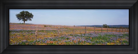 Framed Texas Bluebonnets And Indian Paintbrushes In A Field, Texas Hill Country, Texas, USA Print